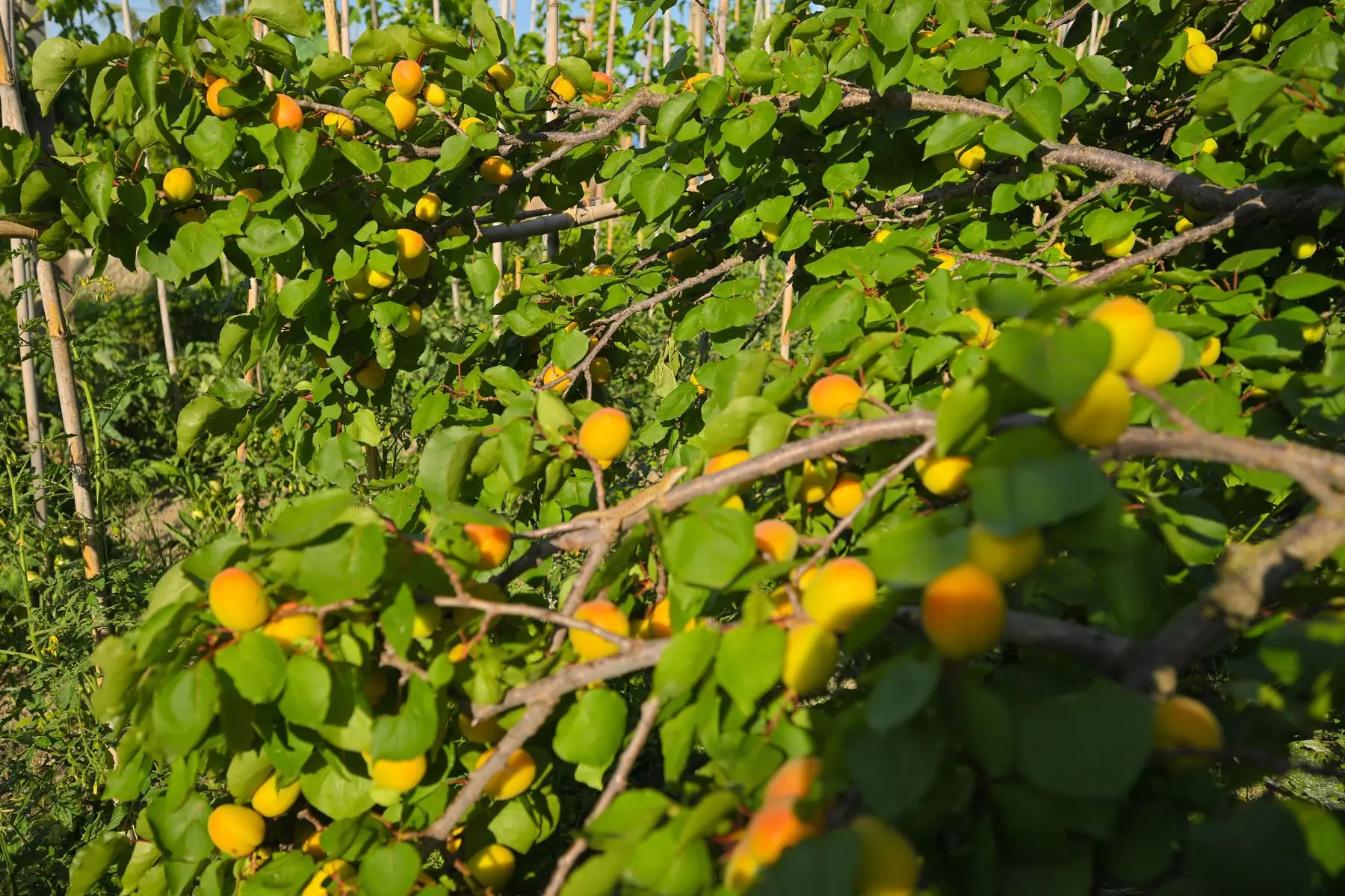 Ripe apricots on the branches of the villa's garden