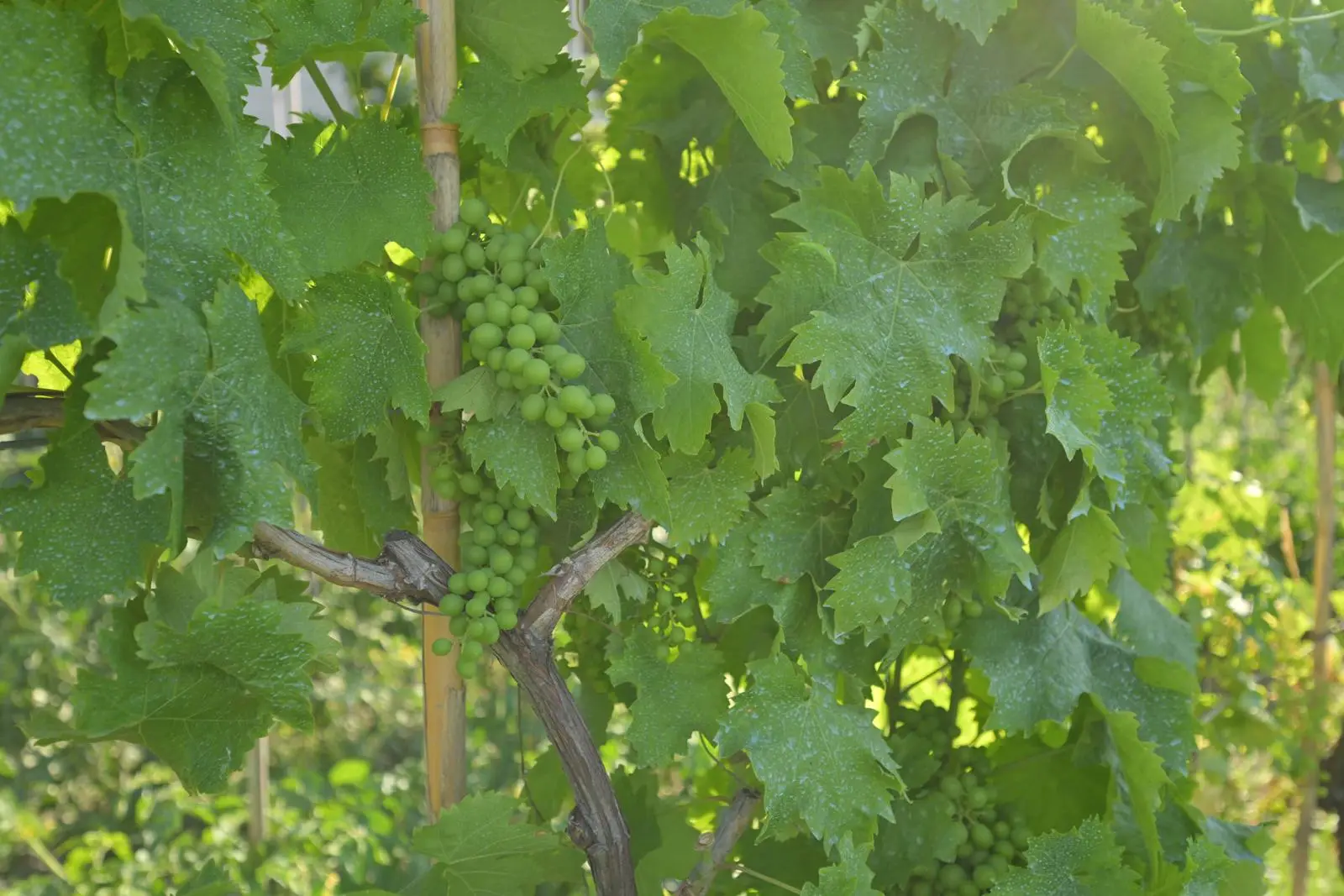 Clusters of grapes among the vineyard leaves